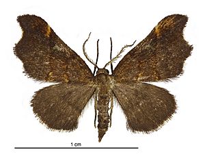 Paradetis porphyrias male.jpg