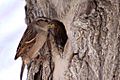 Passer domesticus -with an insect for her young -female -nest-8b