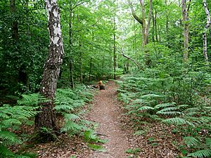 Pathway through Hayes Common.jpg