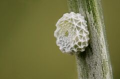 Polyommatus coridon egg