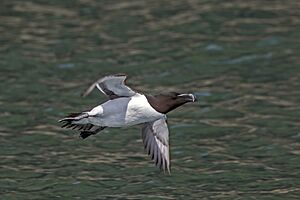 Razorbill (Alca torda) in flight