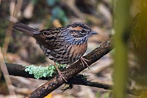 Rufous Breasted Accentor Male