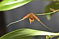 Scaphosepalum swertifolium-detail