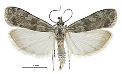 Scoparia s.l. asaleuta male.jpg