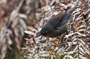 Sericornis humilis -Tasmania-8