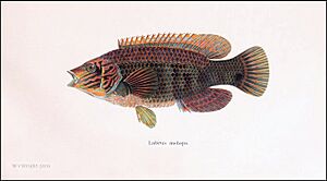 Skärsnultra - (Symphodus melops) - Wilhelm von Wright