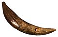 Smilodon tooth