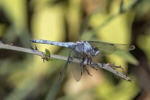 Southern skimmer (Orthetrum brunneum) male Cyprus.jpg