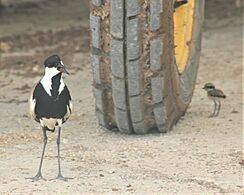 Spur-wingedPlover-withChick