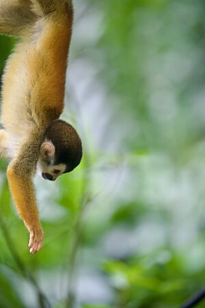 Squirrel Monkey 3