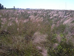 Starr 031108-0196 Casuarina equisetifolia.jpg