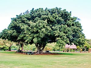 Starr 061106-1428 Ficus microcarpa.jpg