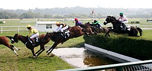 Steeplechase (1257926029)