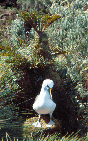 Thalassarche chlororhynchos.png