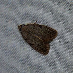 Three-lined Balsa Moth.jpg