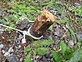 Wooden stake holding guy rope