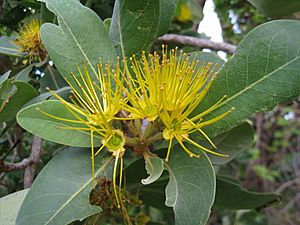 Xanthostemon paradoxus flowers 1.jpg