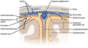 1316 Meningeal LayersN