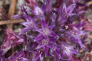 Allium abramsii (Abrams' allium) (32729116760).jpg