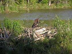 AmericanBeaver