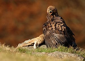 Aquila chrysaetos 1 (Martin Mecnarowski)