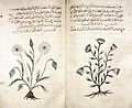 Arabic herbal medicine guidebook