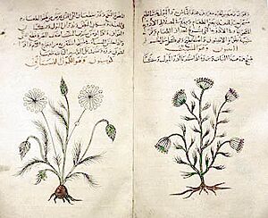 Arabic herbal medicine guidebook
