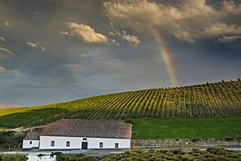 Arco Iris nas vinhas