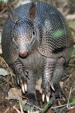 Armadillo en Montemorelos