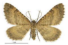 Asaphodes aegrota female.jpg