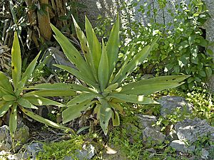 Asparagaceae - Agave decipiens.JPG