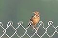 Bengal Bushlark