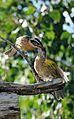 Blackheaded Grosbeaks