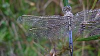 Blue Skimmer wing (8670507976)