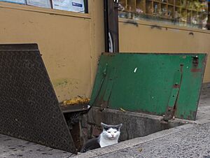 Bodega Cat (28993276713)