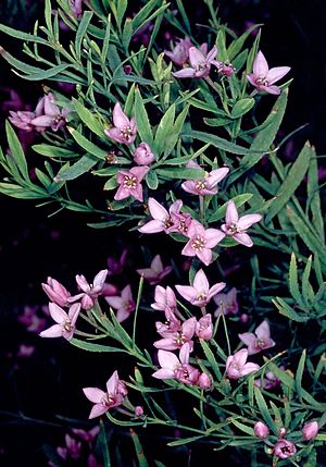 Boronia denticulata.jpg