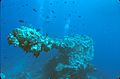 Bow gun of the Fujikawa Maru wreck, Truk Lagoon, Micronesia