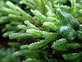 Bryophyte 1