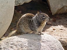 CA Ground Squirrel on rock