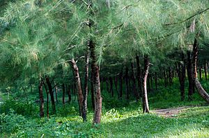 Casuarina, Mahamaya Lake (02)