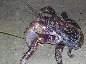 Coconut Crab