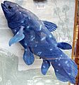 Coelacanth1