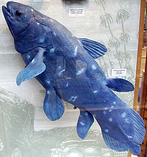 Coelacanth1