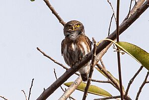 Colima Pygmy Owl.jpg