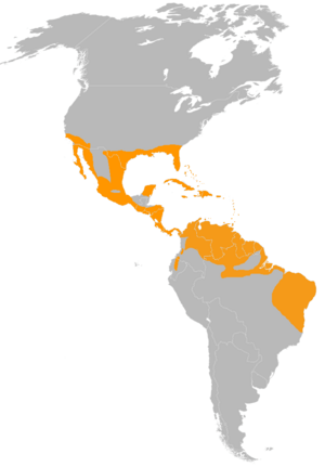 Columbina passerina distribution map.png