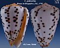 Conus pulicarius 6