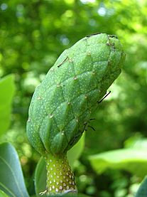 Cucumber magnolia