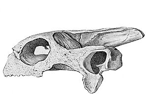 Cylindraspis inepta skull.jpg