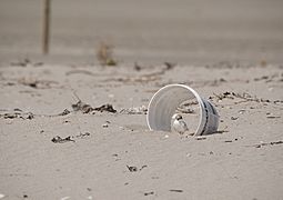 DOC Fairy Tern photos 19