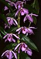 Dendrobium anosmum Orchi 221